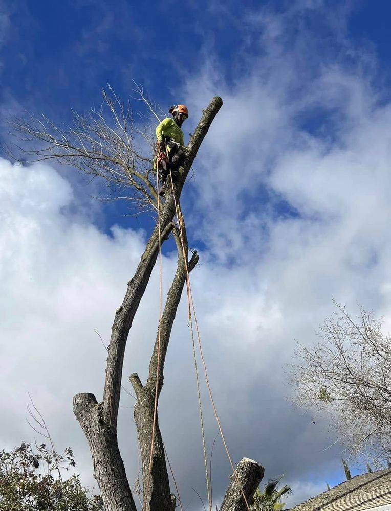 Tree Removal for Sammy's Tree Services in Rancho Cordova, CA