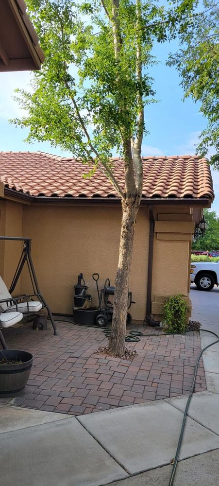 All Photos for Loya's Tree Trimming and Removal in Glendale, AZ