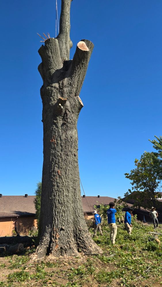 All Photos for Optimum Tree Service And Landscaping in Bowling Green, KY