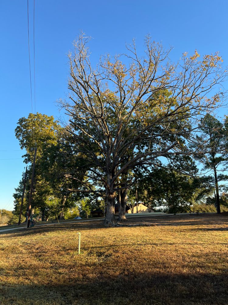 All Photos for JC Land and Tree Service in Kilgore, TX
