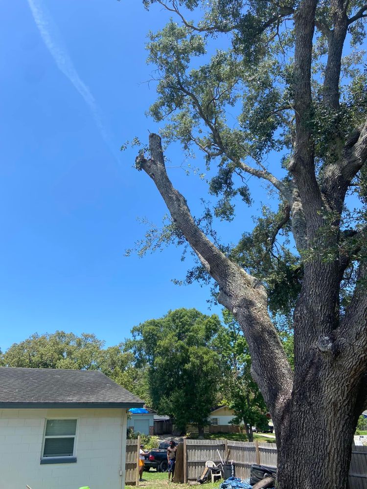 All Photos for Efficient and Reliable Tree Service in Lake Wales, FL