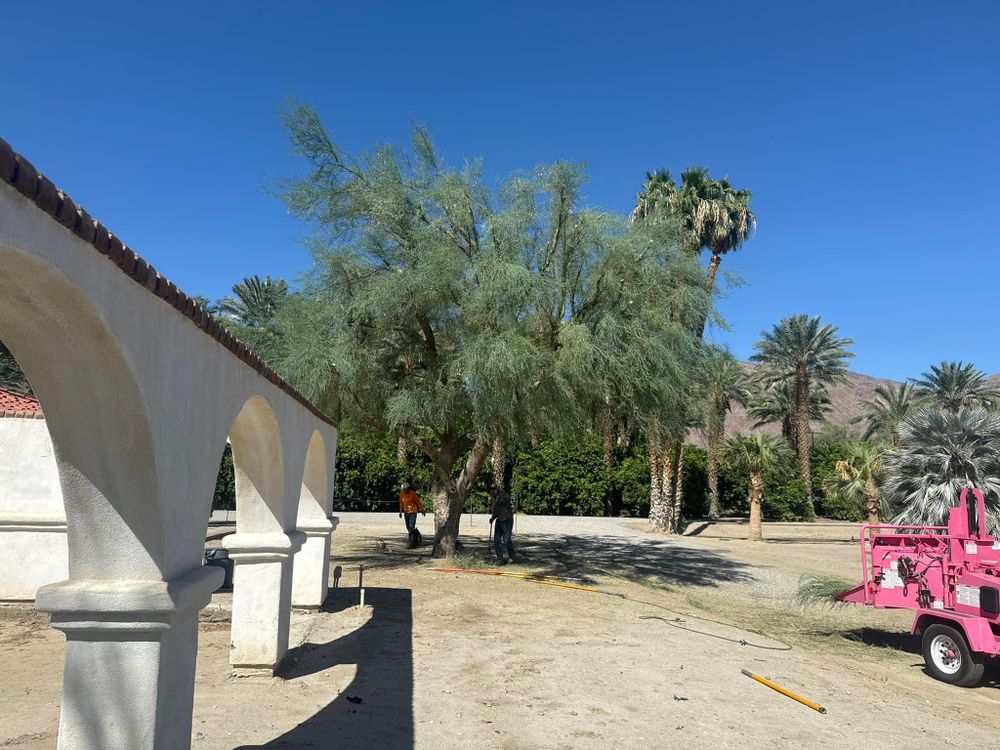 Property Clean Up for The Tree Fairy in Temecula, CA