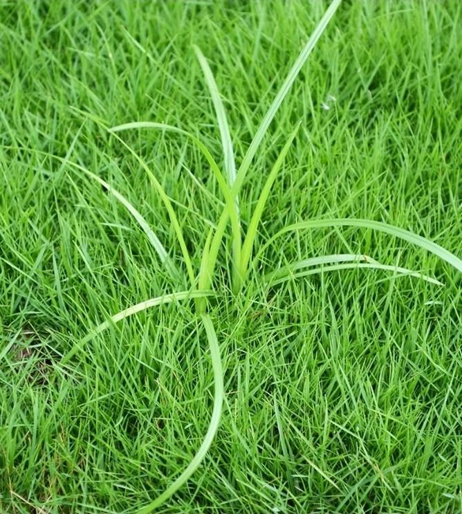 Mowing and Trimming for Curb Appeal Lawn Care in Kansas City, Kansas