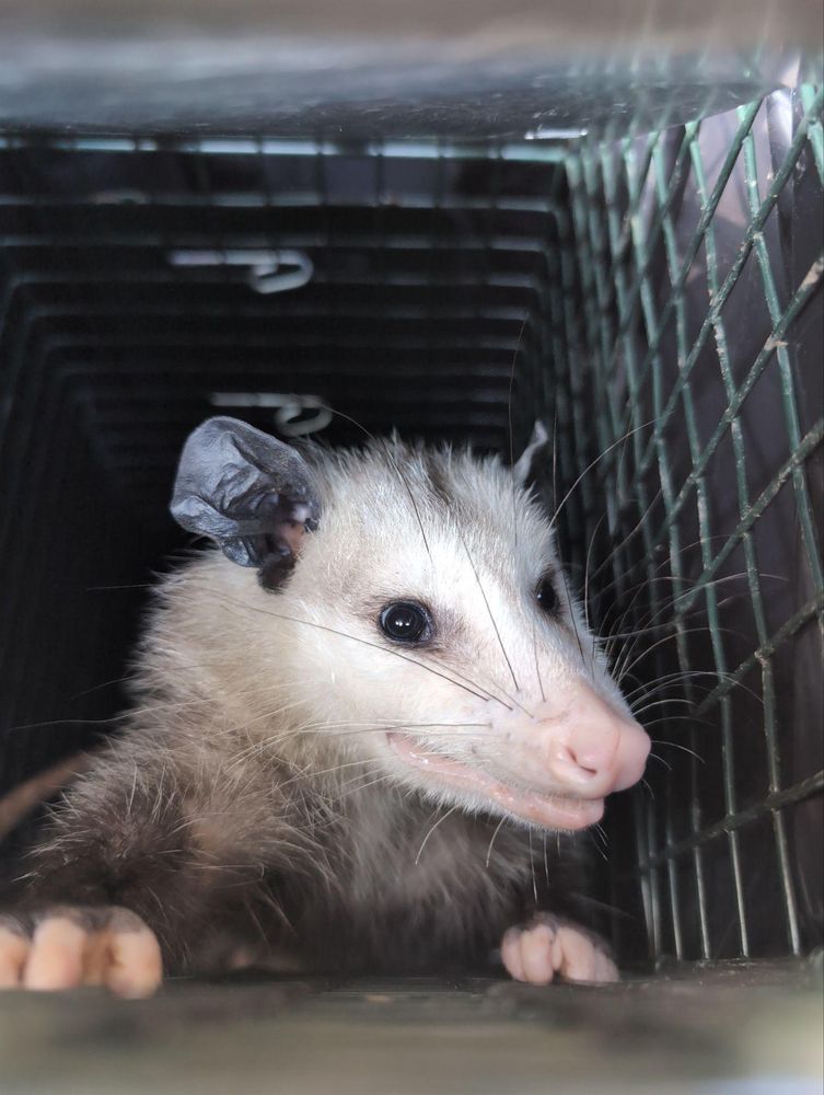 All Photos for Topper's Wildlife Removal in Garland, TX