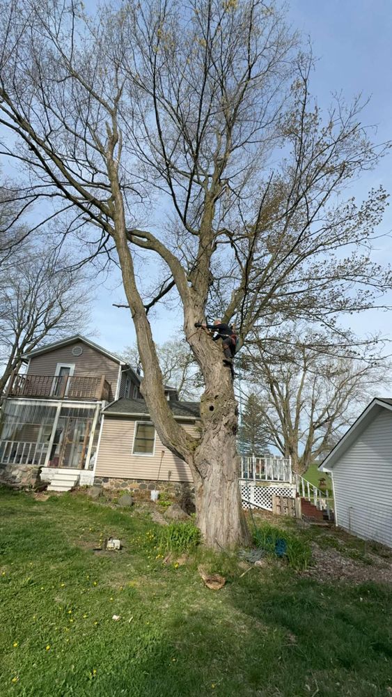 Other Services for Branching Out Tree Service in Hastings, MI