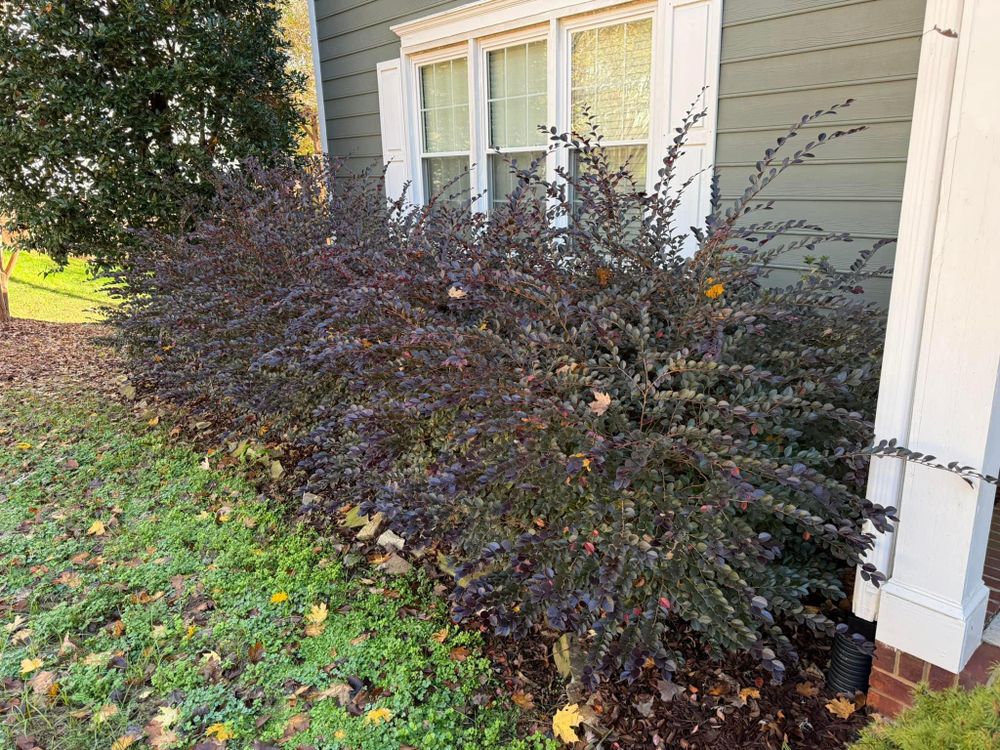 Mulching for America's Top Pick Lawn & Landscaping in Gastonia, NC