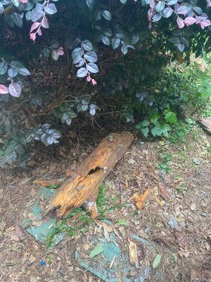 All Photos for Bulldawg Disaster Response in Atlanta, GA