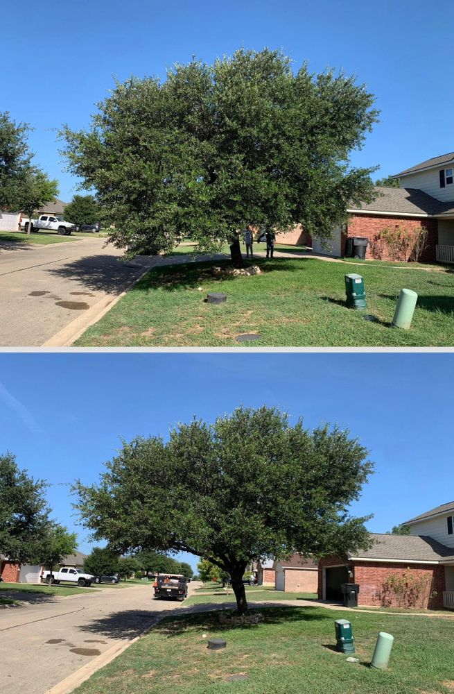 All Photos for Scalpel Lawn Service in Temple, TX