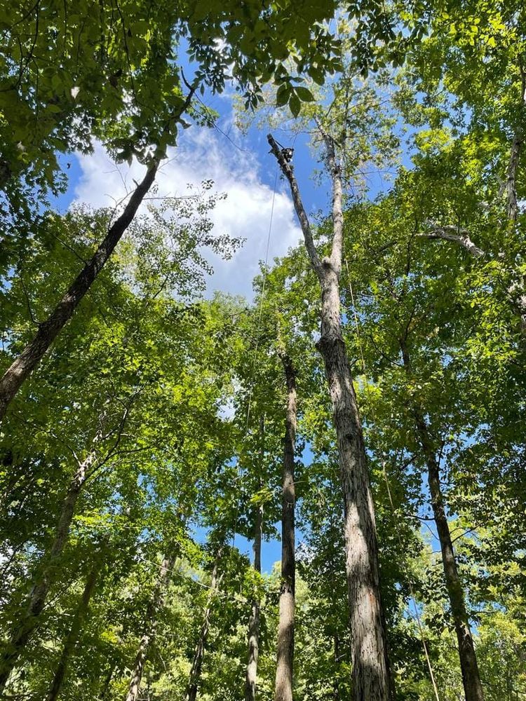 Tree Services for Rosales Landscaping LLC in Lake Gaston, North Carolina