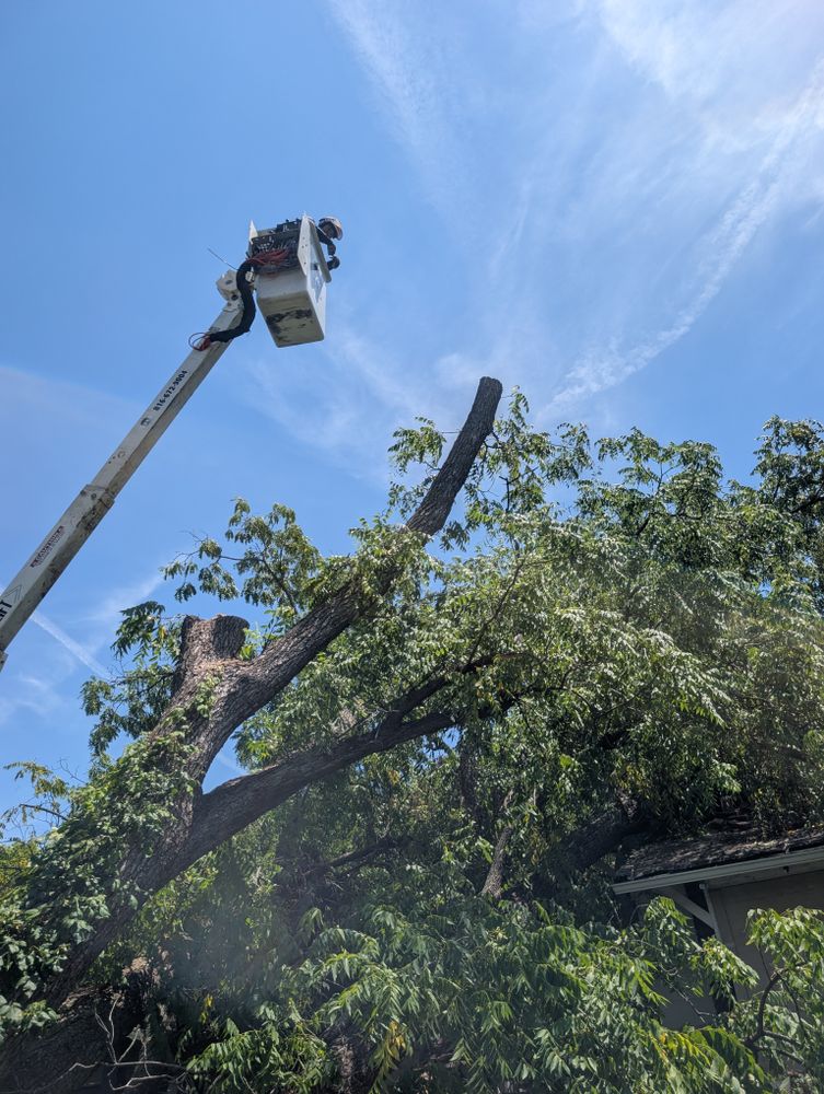 All Photos for Mitchell Tree Company in Lathrop, MO