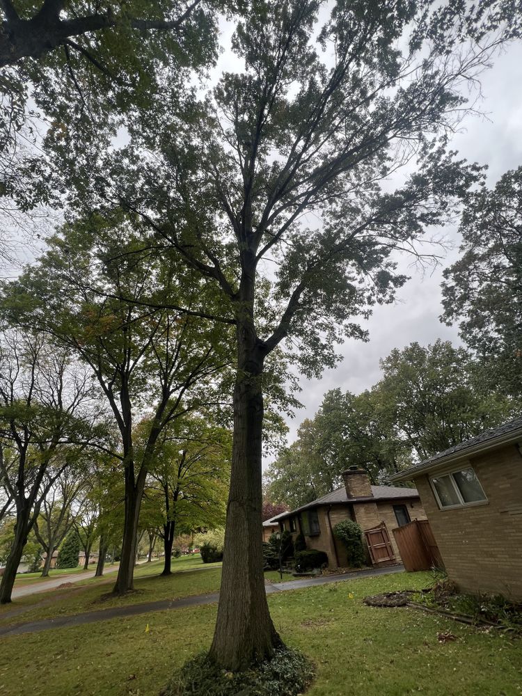 Tree Removal for Down To Earth Tree Service, LLC in Olmsted Falls, OH