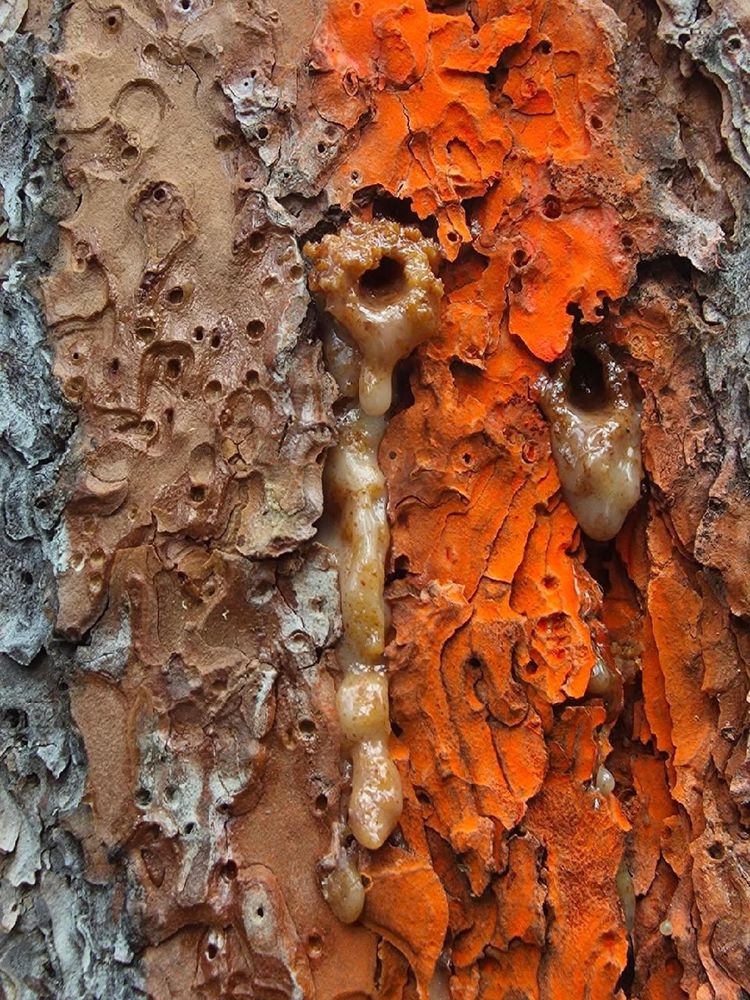 All Photos for Family Tree & Landscape in Aurora, CO