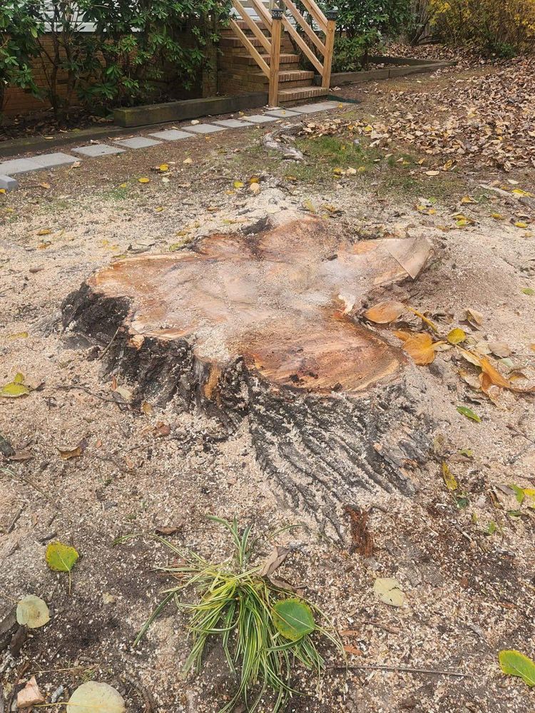 All Photos for Branch Out Tree Care LLC in Fredericksburg, VA