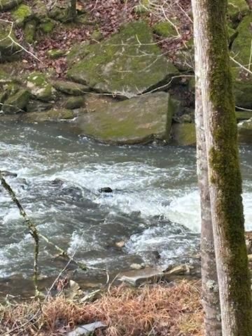 All Photos for Z's Land Management & Forestry Mulching in Smithville, TN