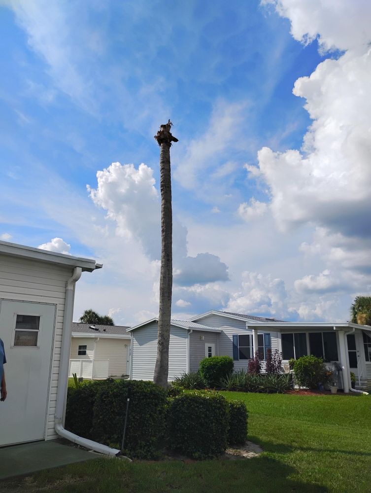 All Photos for Highlands Tree Service LLC in Avon Park, FL