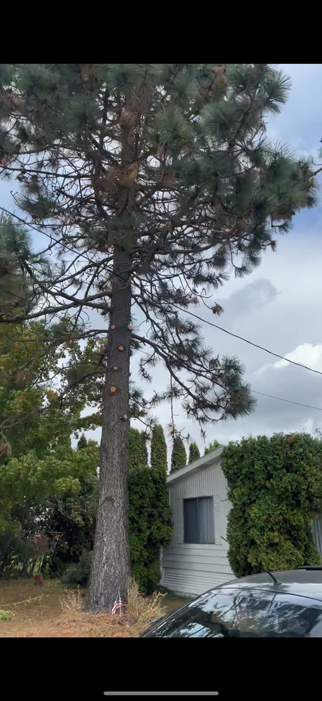 Tree Removal for Kimberley’s Trees in Saint Maries, ID