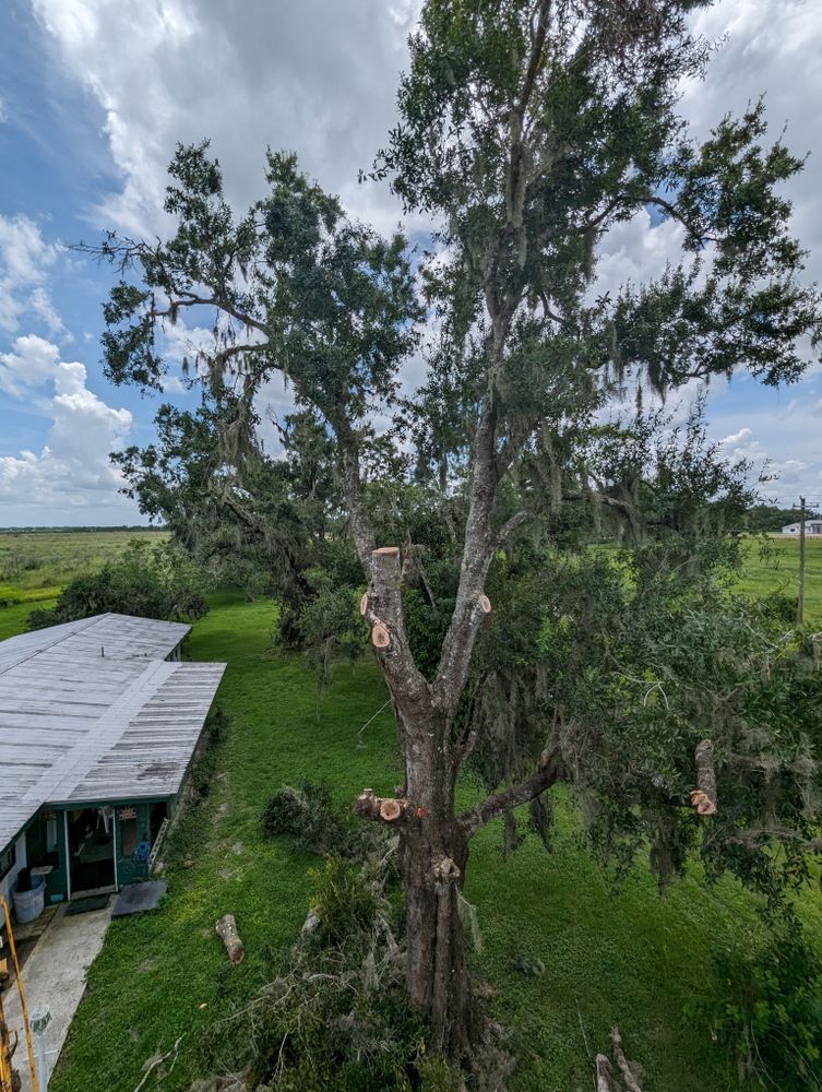 All Photos for Regal Tree Service and Stump Grinding in Wauchula, FL
