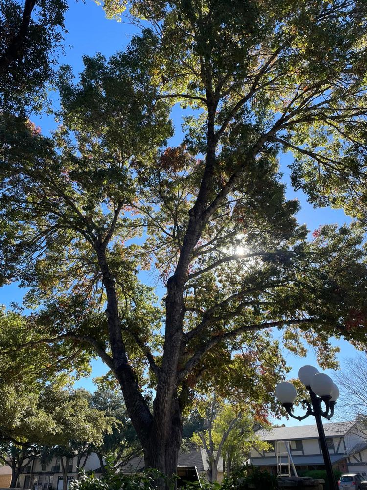 Tree Removal for Z’s Trees LLC in Grey Forest, TX