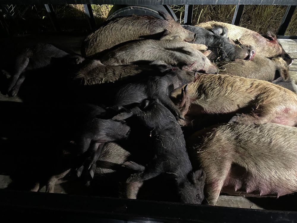 All Photos for Havoc Hog Control in Molino, FL