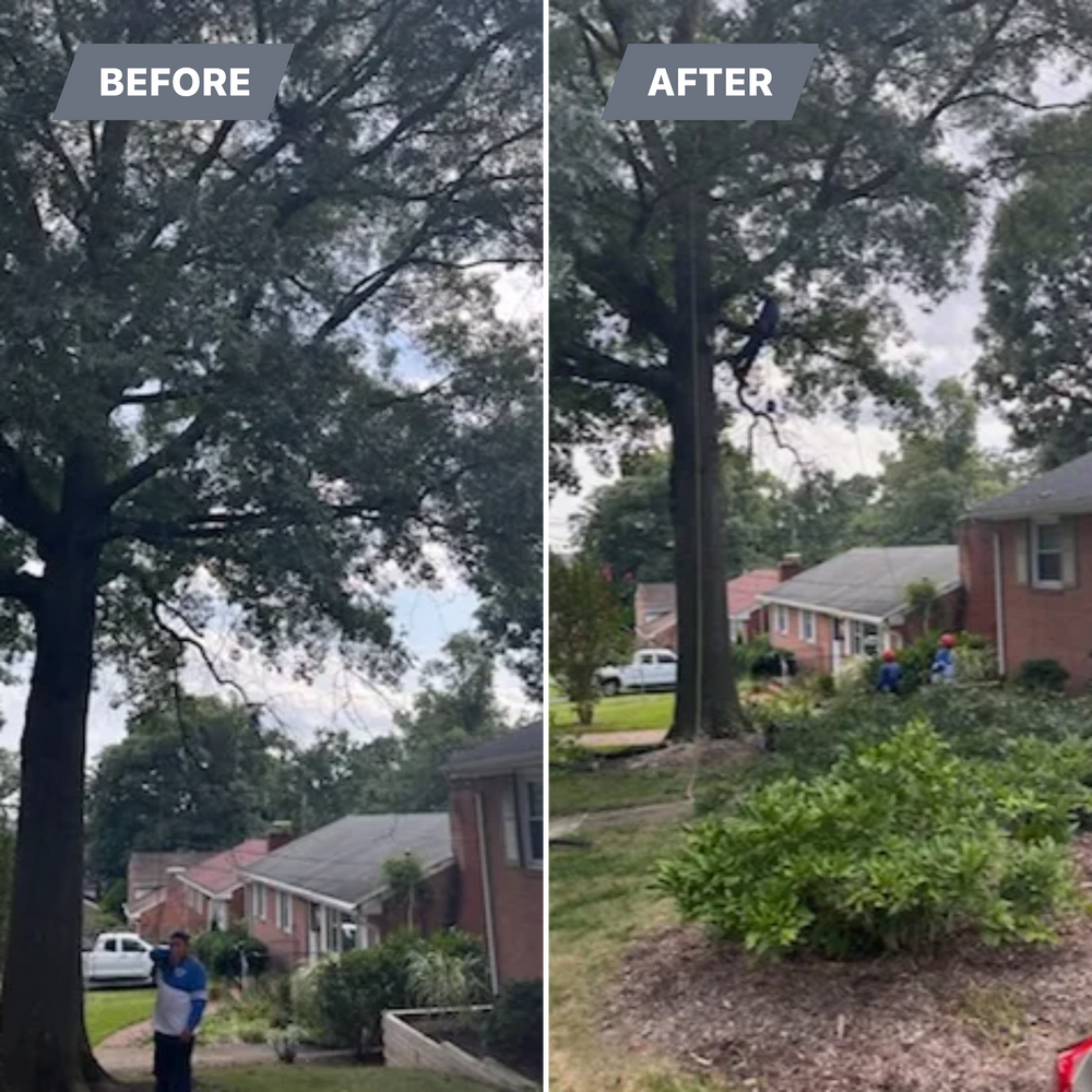 Tree Trimming for Ricky's Tree Service & Property Care in Orange, VA