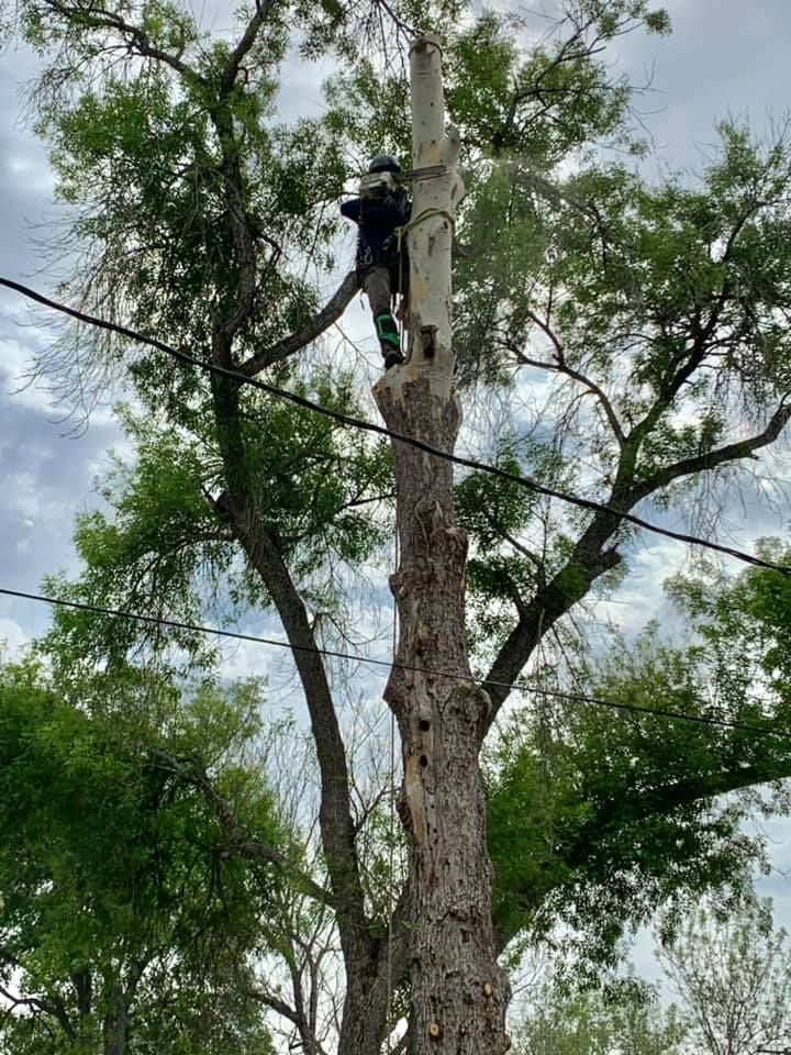 Tree Removal for Z’s Trees LLC in Grey Forest, TX