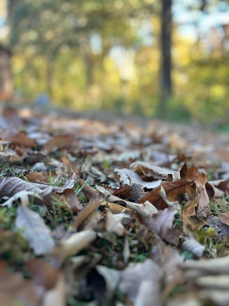All Photos for Gatrell Landscape & Tree Removal in Bluff City, TN