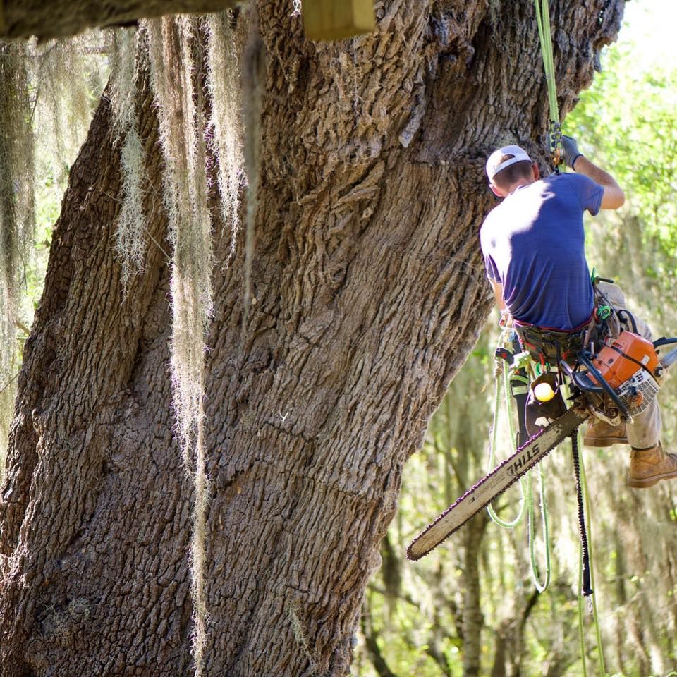 Pruning Services  for Braun Tree Service  in Floresville, Texas