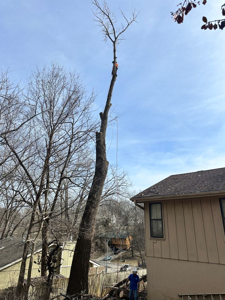All Photos for Cross Family Tree Service in Kearney, MO