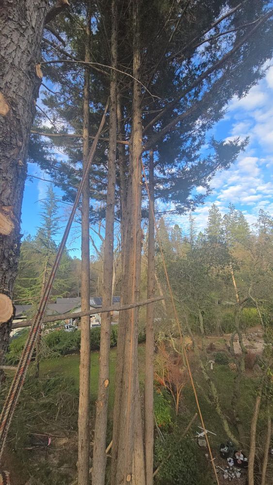 All Photos for Terra Heights Tree Experts & Landscaping  in Grass Valley,  CA