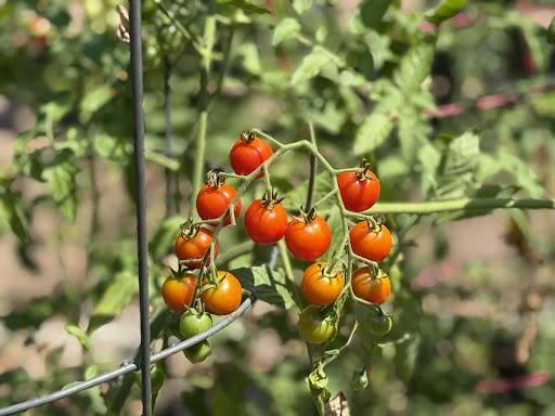 All Photos for Ardisi Landscaping & Design in Poughkeepsie, NY 