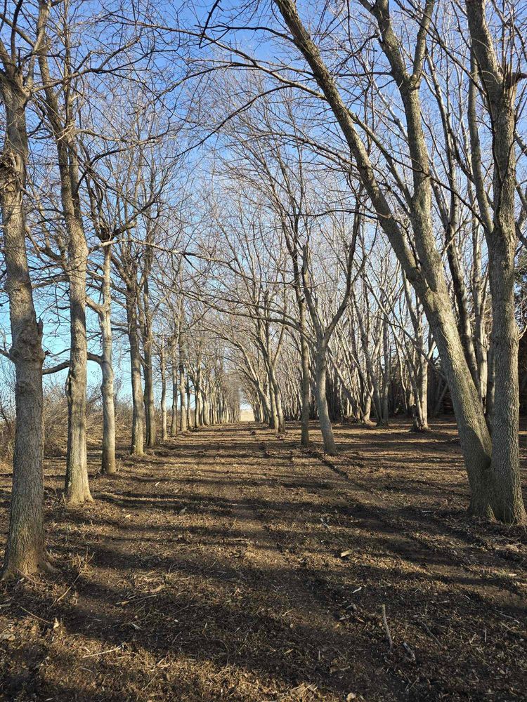 Tree Removal for Tree Tech in Luverne, MN