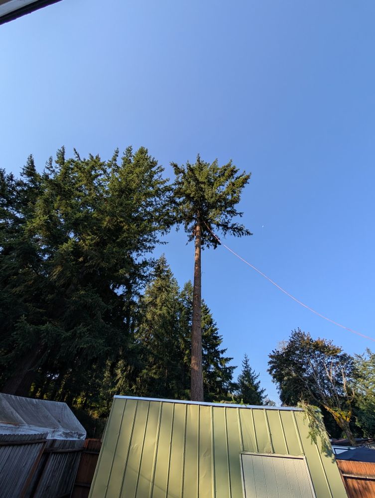 All Photos for Clippys Tree Pros in Stayton, OR