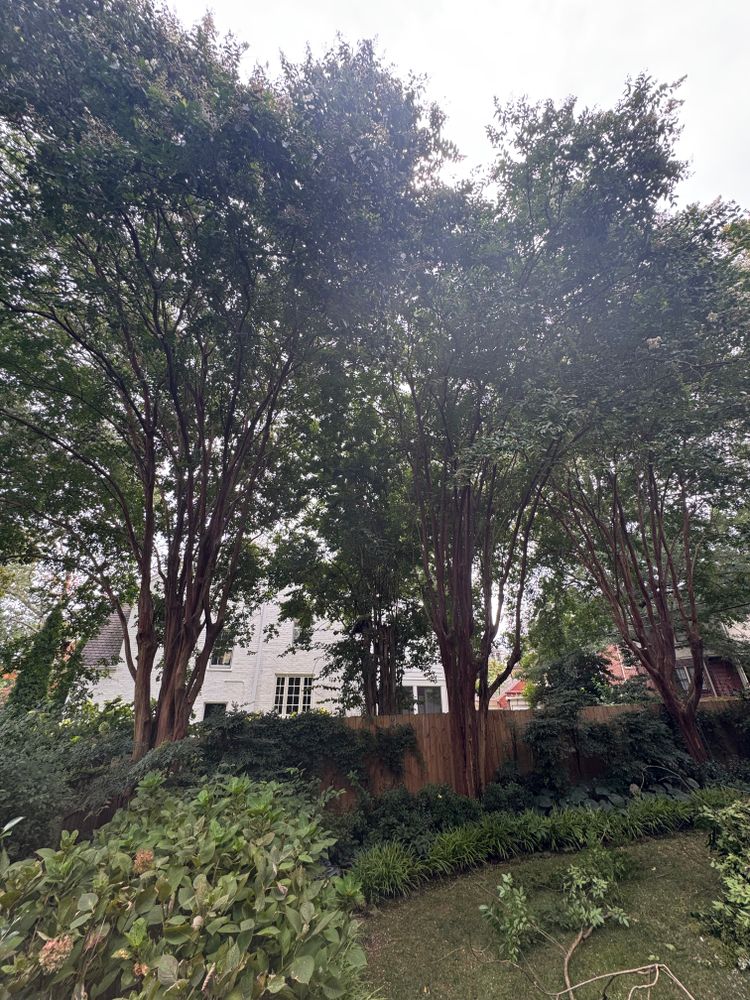 All Photos for Rawls Tree Care in Richmond, VA