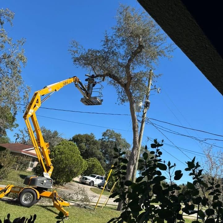 All Photos for Grind Time Tree Service in Daytona, FL