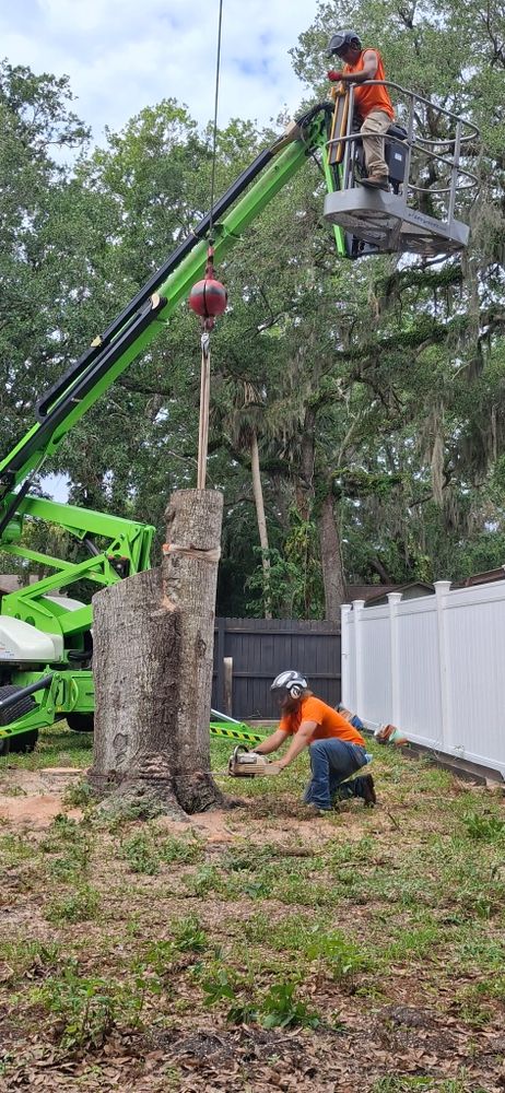 All Photos for Daniel Hickey’s Tree Service in DeLand, FL