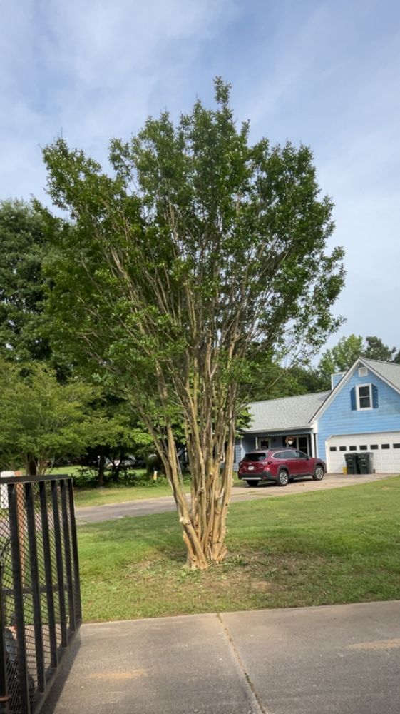 All Photos for WD Lawn Services in Loganville, GA