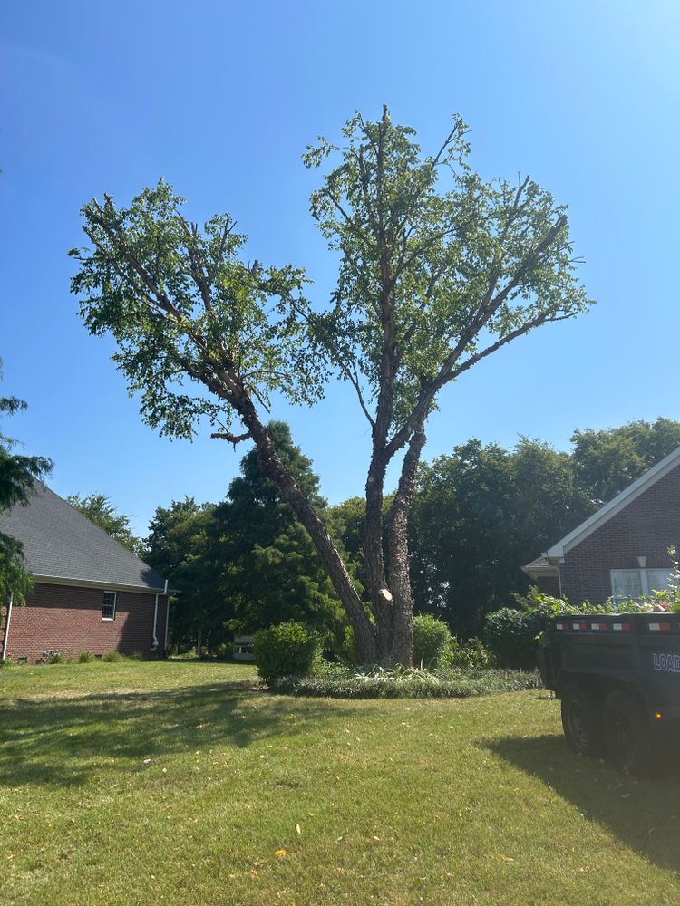 Before and after  for Optimum Tree Service And Landscaping in Bowling Green, KY