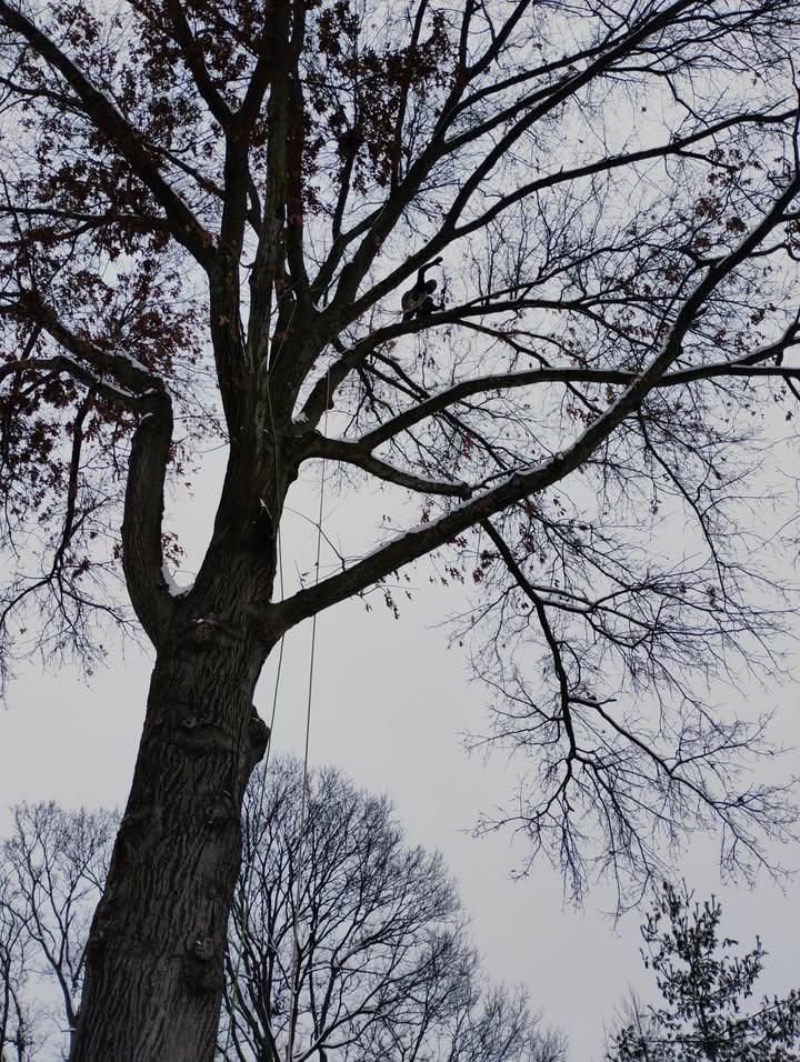 All Photos for Kingdom Tree Trimming and Removal LLC in Covington, KY