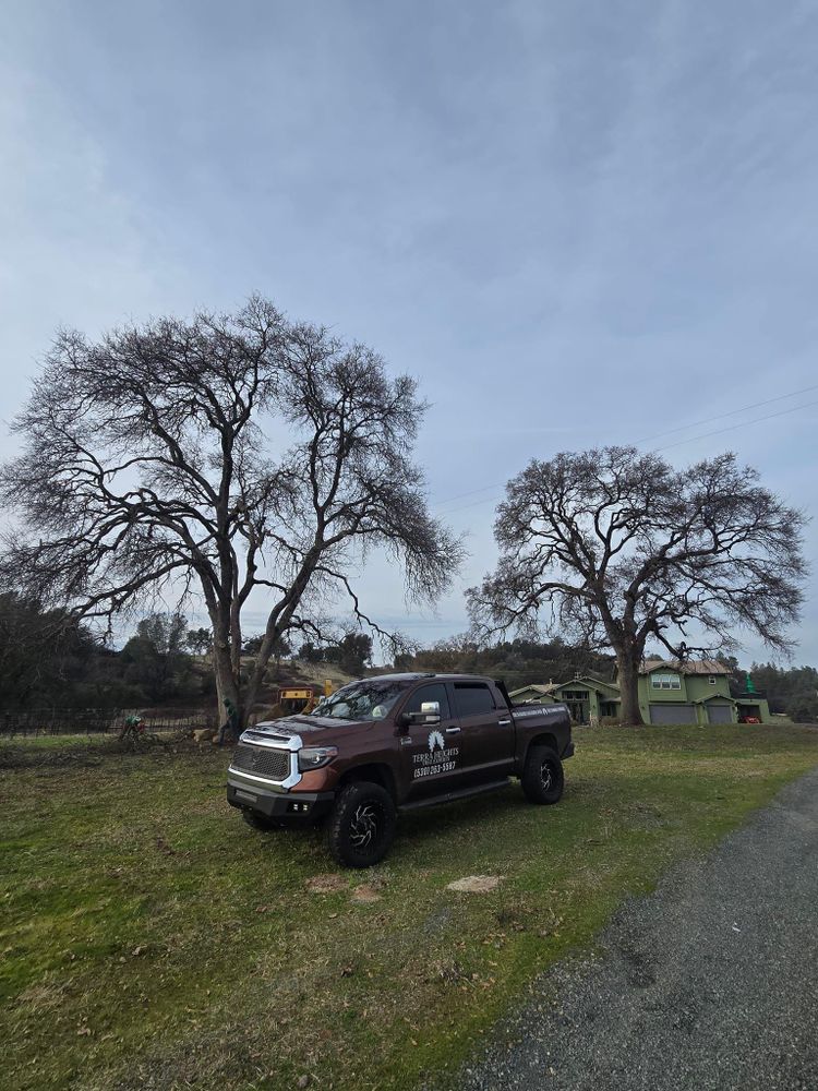 All Photos for Terra Heights Tree Experts & Landscaping  in Grass Valley,  CA