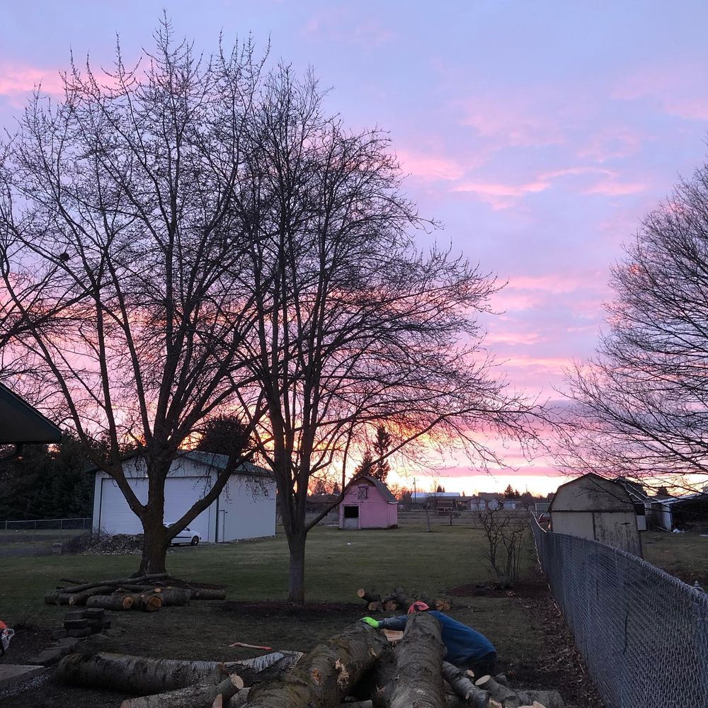 All Photos for AP Tree Service in Colbert, WA