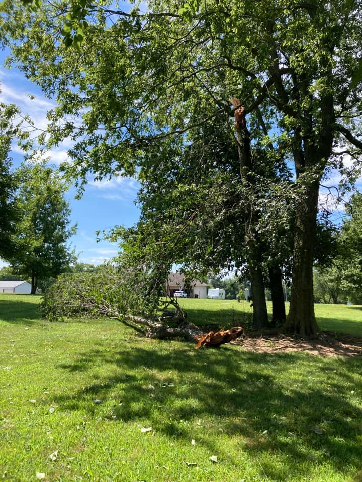 Tree Removal for Logan Tree Care LLC in Springfield, MO