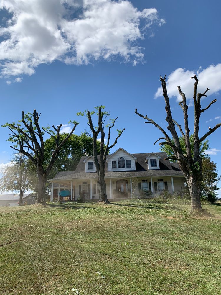 Tree Removal for Optimum Tree Service And Landscaping in Bowling Green, KY