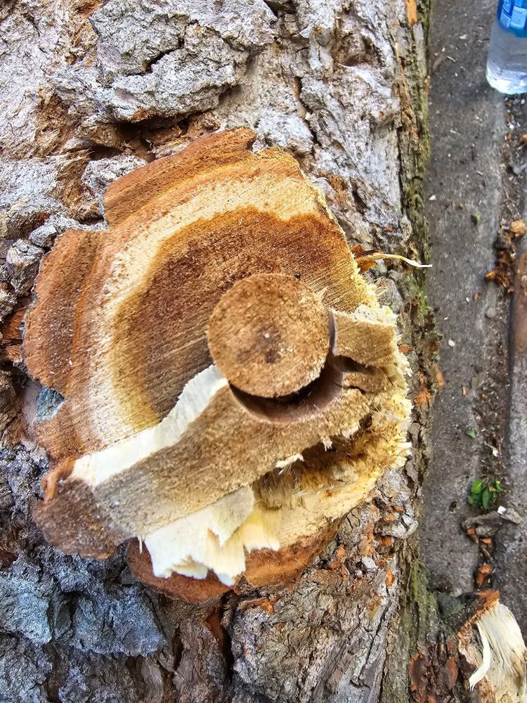 All Photos for D Hale Tree Service in Ann Arbor, MI