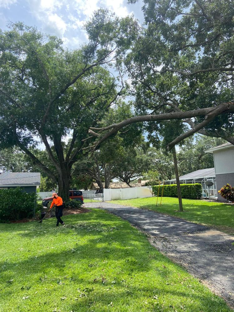 Fall and Spring Clean Up for Efficient and Reliable Tree Service in Lake Wales, FL