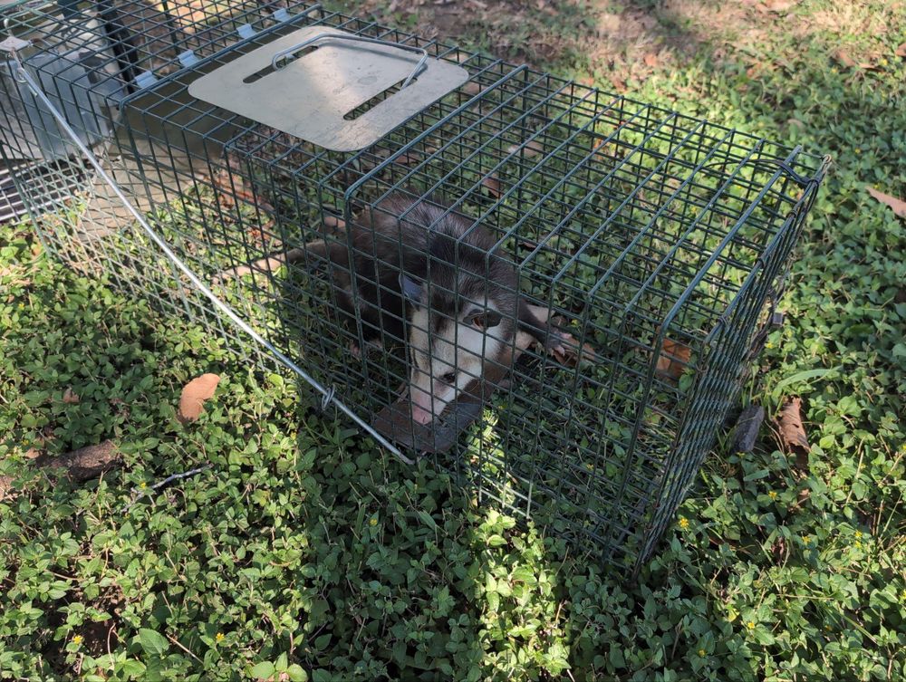 All Photos for Topper's Wildlife Removal in Garland, TX