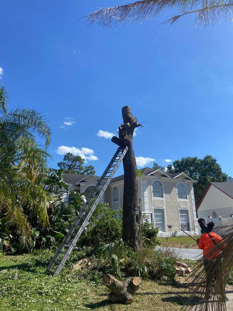 All Photos for Efficient and Reliable Tree Service in Lake Wales, FL