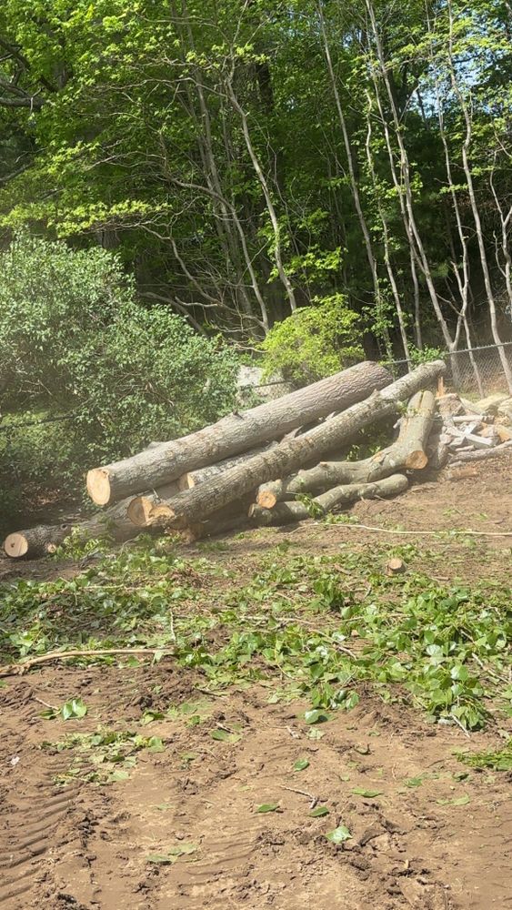 Tree Removal for Dwights Tree Service LLC in Middleborough, MA