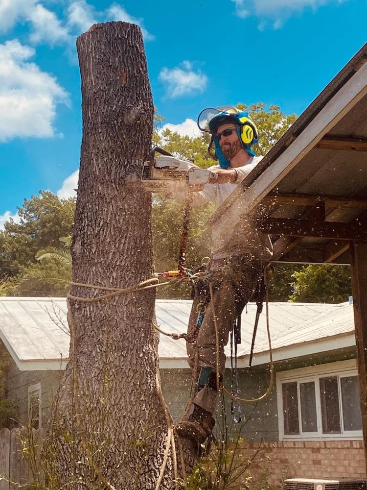 All Photos for Braun Tree Service in Floresville, Texas