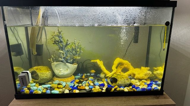 Aquarium Maintenance for Aquariums by Sharyn in The State of Florida, FL