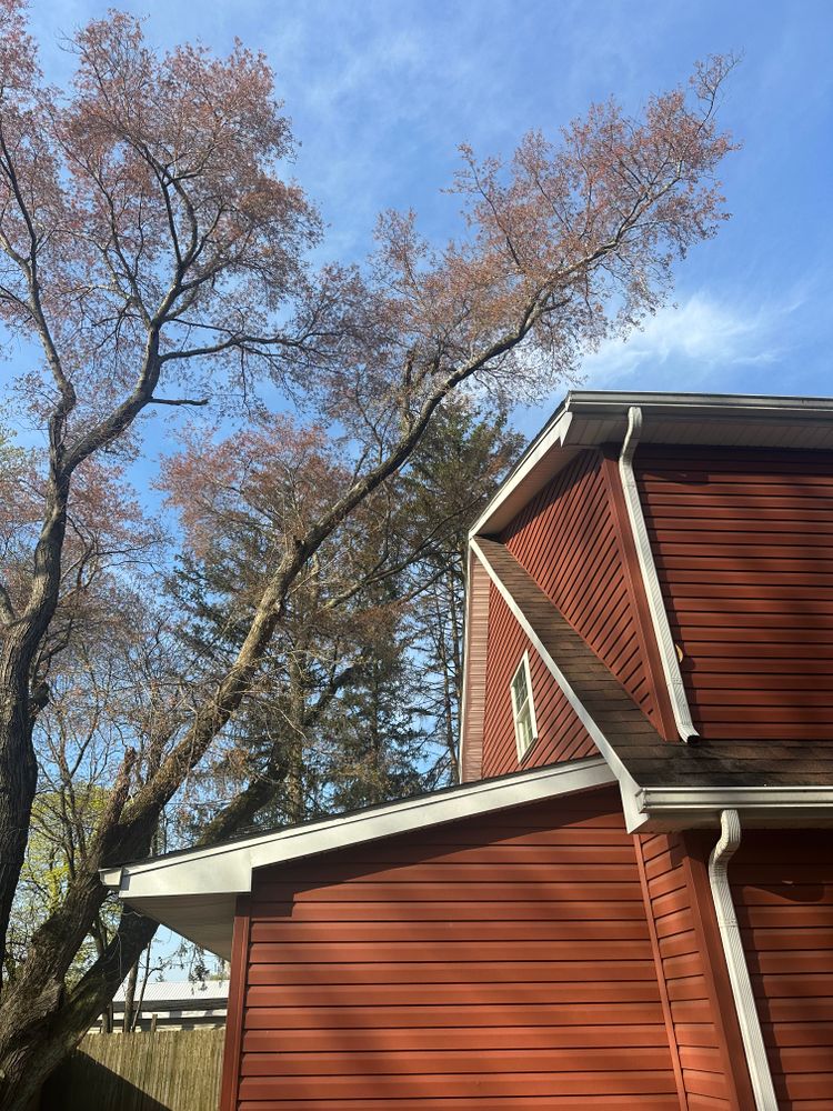All Photos for Loockerman's Tree and Stump Removal in Dover, DE
